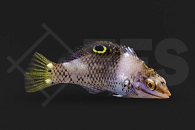 m10863_Halichoeres-hortulanus_Schachbrett-Junker_juvenil_01