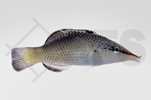 m10884_Gomphosus-varius_Langnasen-Lippfisch_01