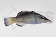 m10884_Gomphosus-varius_Langnasen-Lippfisch_01