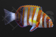 m10895_Choerodon fasciatus_Harlekin-Lippfisch_01