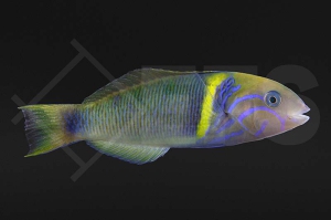 m10902_Thalassoma-hebraicum_Goldband-Lippfisch_01