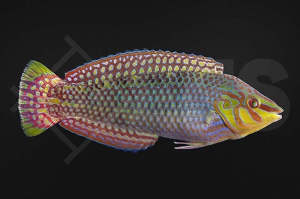 m10906_halichoeres_argus_Seegras-Junker_01