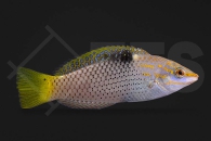 m10909_Halichoeres-hortulanus_Schachbrett-Junker_adult_01