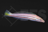 m10910_hologymnus_doliatus_Weissbauch-Hechtlippfisch_01