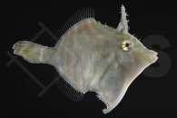 m11005_Acreichthys-radiatus_Radial-Feilenfisch_01