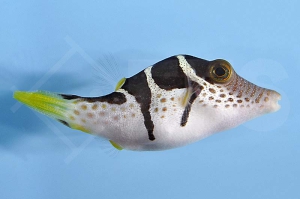 m11008_Sattel-Spitzkopfkugelfisch_Canthigaster-valentini_00