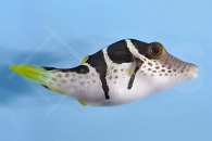 m11008_Sattel-Spitzkopfkugelfisch_Canthigaster-valentini_00