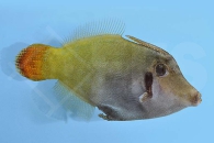 m11012_Rotschwanz-Feilenfisch_Pervagor-melanocephalus_00