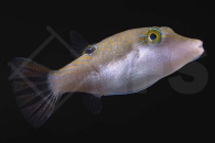 m11014_Canthigaster-bennetti_Benetts-Kugelfisch_01