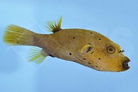 m11019_Schwarzflecken-Kugelfisch_Arothron-nigropunctatus_00
