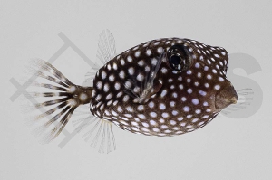 m11021_Ostracion-meleagris_Weisspunkt-Kofferfisch_01