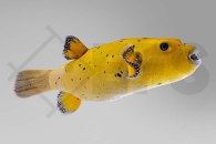 m11025_Arothron-citrinellus_Zitronen-Kugelfisch_01