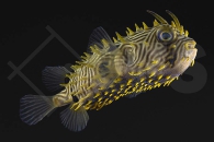 m11028_Chilomycterus-schoepfii_Stachliger-Igelfisch_01