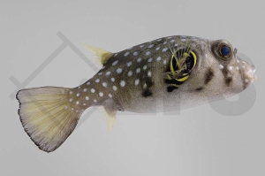 m11032_Arothron-hispidus_Weissflecken-Kugelfisch_01
