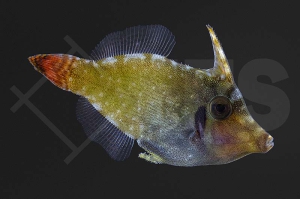 m11044_Pervagor-janthinosoma_Blauer-Rotschwanzfeilenfisch_01