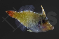 m11044_Pervagor-janthinosoma_Blauer-Rotschwanzfeilenfisch_01