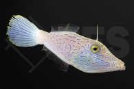 m11049_aluterus_scriptus_schrift-feilenfisch_01