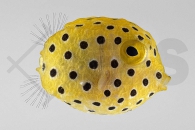 m11055_Ostracion-cubicus_Gewoehnlicher-Kofferfisch_01