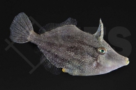 m11061_monocanthus_ciliatus_Gesaeumter-Feilenfisch_01