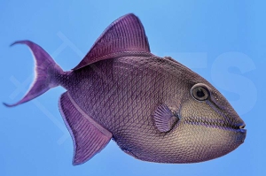 m11066_Rotzahn-Drueckerfisch_Odonus-niger_00