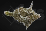 m11073_Acreichthys-tomentosus_Seegras-Feilenfisch_NZ_01