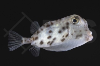 m11074_Ostracion-rhinorhynchos_Nashorn-Kugelfisch_01