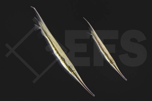 m11104_Aeoliscus-strigatus_Rasiermesserfisch_01