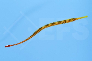 m11108_Geringelte Seenadel_Doryrhamphus-multiannulatus_00