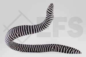 m11204_Gymnomuraena-zebra_Zebramuraene_01