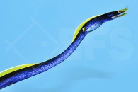 m11206_Nasen-Muraene_Rhinomuraena-quaesita_blau_00