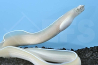 m11207_Geisterband-Muraene_Stopidhon-brummeri_00