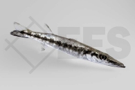 m11212_Sphyraena_barracuda_Grosser-Barrakuda_01