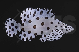 m11214_Cromileptes_altivelis_Paddelbarsch_01