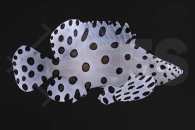 m11214_Cromileptes_altivelis_Paddelbarsch_01