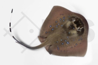 m11215_Neotrygon-kuhlii_Blaugepunkteter-Rochen_00