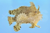 m11219_Zottiger-Anglerfisch_Antennarius-hispidus_01