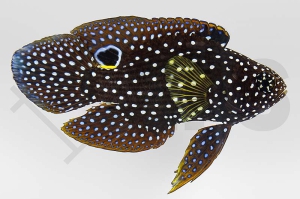 m11253_Calloplesiops-altivelis_Echter-Mirakelbarsch_01