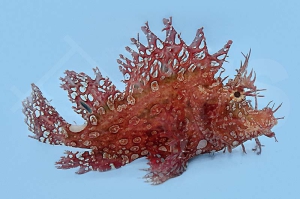 m11265_Rhinopias-frondosa_Tentakel-Drachenkopf_00