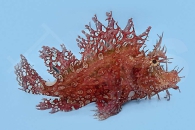 m11265_Rhinopias-frondosa_Tentakel-Drachenkopf_00