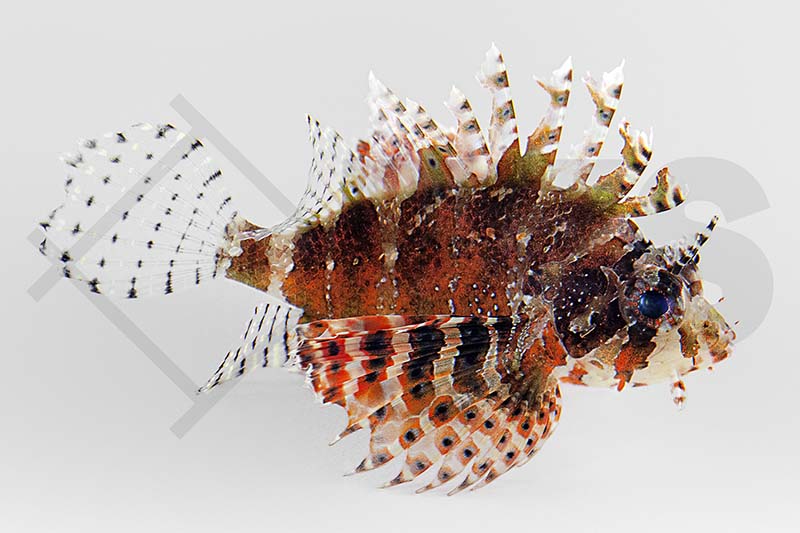 m11272_dendrochinus_brachtypterus_kurzflossen_feuerfisch_01