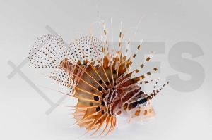 m11281_Pterois-antennata_Antennenfeuerfisch_01