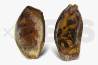 m11282_Chiloscyllium-punctatum_bambushaieier_01