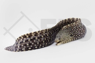 m11291_Muraena-lentiginosa_Juwelen-Muraene_02