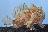 m11299_Streifen-Anglerfisch_antennarius-striatus_00