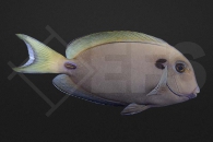 m12003_Acanthurus-tennentii_Kreisdorn-Doktor_01