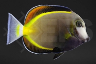 m12005_Acanthurus-japonicus_Philippinen-Doktorfisch_01