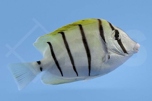 m12014_Acanthurus-triostegus_Straeflings-Doktorfisch_00
