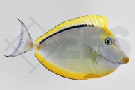 m12024_Naso-elegans_Indischer-Gelbklingen-Nasendoktor_01