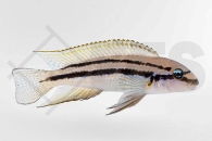 010017_Chalinochromis-bifrenatus_Zweigestreifter-Maskenbuntbarsch_01