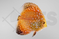 010276_Symphysodon-aequifasciatus_Diskus-Pigeon-Blood_01